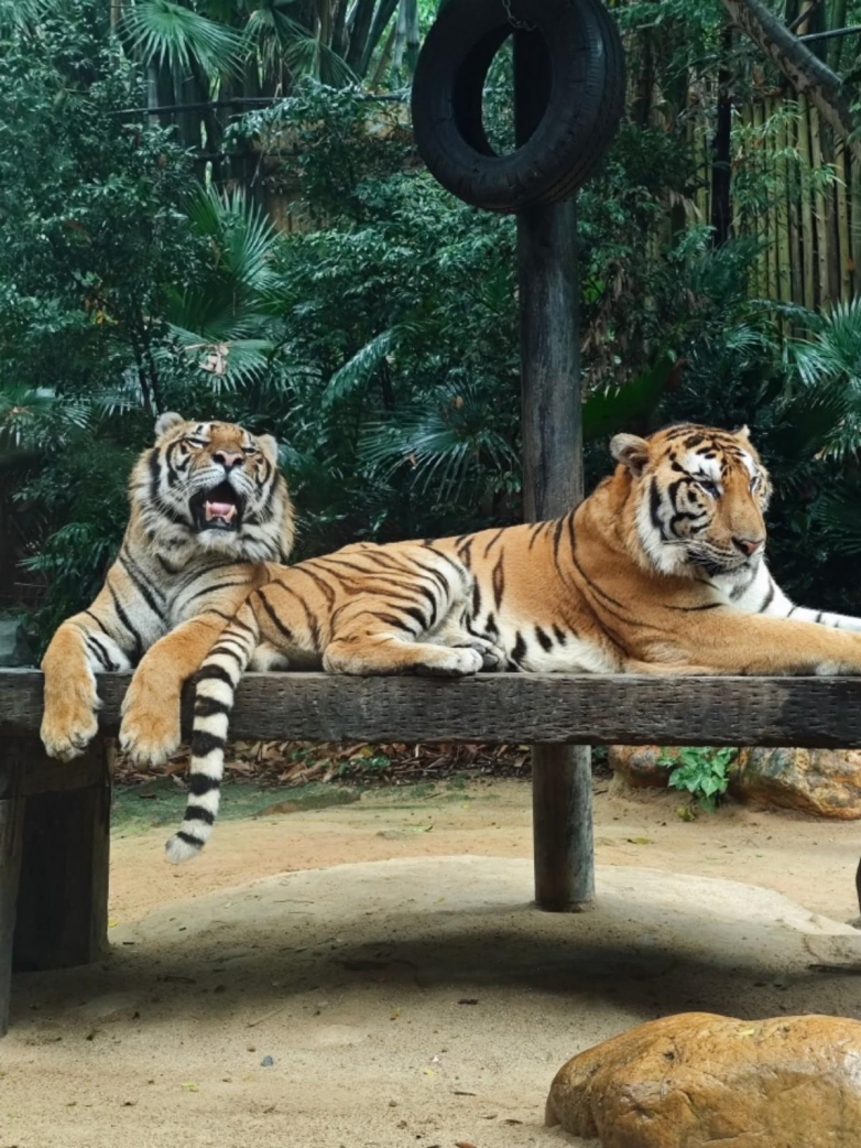 春假亲子出游目的地TOP10发布:厦门园博苑花灯乐园入选全国热门亲子打卡地插图3 《春假亲子出游目的地TOP10发布:厦门园博苑花灯乐园入选全国热门亲子打卡地》