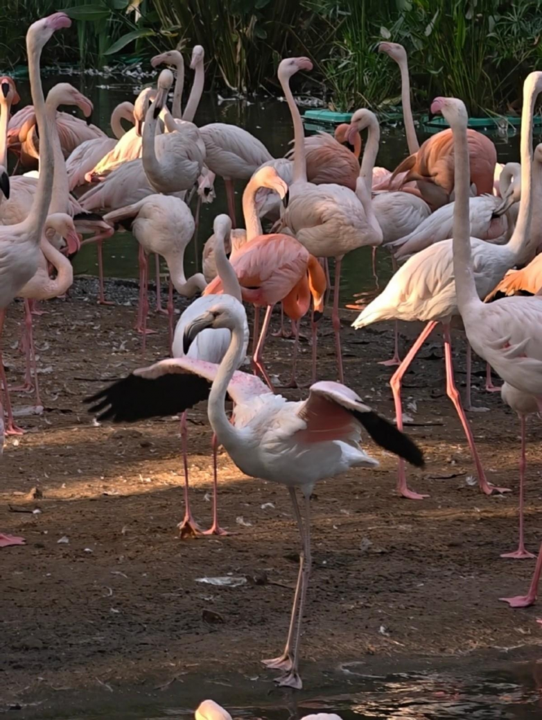 春假亲子出游目的地TOP10发布:厦门园博苑花灯乐园入选全国热门亲子打卡地插图2 《春假亲子出游目的地TOP10发布:厦门园博苑花灯乐园入选全国热门亲子打卡地》