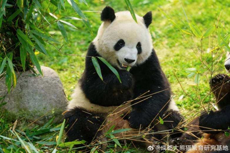 春假亲子出游目的地TOP10发布:厦门园博苑花灯乐园入选全国热门亲子打卡地插图18 《春假亲子出游目的地TOP10发布:厦门园博苑花灯乐园入选全国热门亲子打卡地》