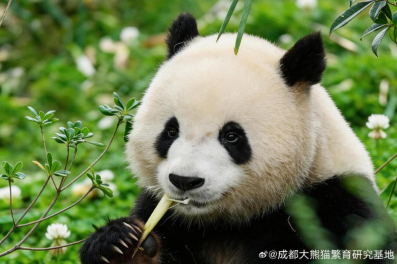 春假亲子出游目的地TOP10发布:厦门园博苑花灯乐园入选全国热门亲子打卡地插图19 《春假亲子出游目的地TOP10发布:厦门园博苑花灯乐园入选全国热门亲子打卡地》