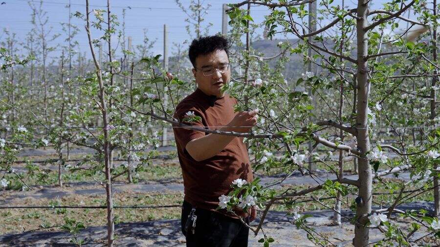 《阿里云AI新农具西北苹果园：果农拍张照，AI给出7天作战图》